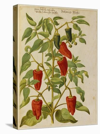 Indian Pepper. from 'Camerarius Florilegium'-Joachim Camerarius-Stretched Canvas