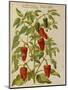 Indian Pepper. from 'Camerarius Florilegium'-Joachim Camerarius-Mounted Giclee Print