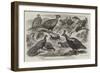 Indian Pheasants in the Gardens of the Zoological Society, Regent'S-Park-null-Framed Giclee Print