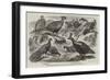 Indian Pheasants in the Gardens of the Zoological Society, Regent'S-Park-null-Framed Giclee Print