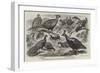 Indian Pheasants in the Gardens of the Zoological Society, Regent'S-Park-null-Framed Giclee Print