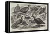 Indian Pheasants in the Gardens of the Zoological Society, Regent'S-Park-null-Framed Stretched Canvas