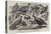 Indian Pheasants in the Gardens of the Zoological Society, Regent'S-Park-null-Stretched Canvas