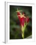 Indian Pink in flower, Spigelia marilandica, Florida wildflower-Maresa Pryor-Framed Photographic Print