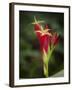 Indian Pink in flower, Spigelia marilandica, Florida wildflower-Maresa Pryor-Framed Photographic Print