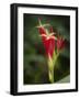 Indian Pink in flower, Spigelia marilandica, Florida wildflower-Maresa Pryor-Framed Photographic Print