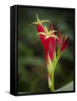 Indian Pink in flower, Spigelia marilandica, Florida wildflower-Maresa Pryor-Framed Stretched Canvas