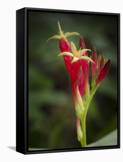 Indian Pink in flower, Spigelia marilandica, Florida wildflower-Maresa Pryor-Framed Stretched Canvas