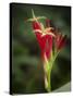 Indian Pink in flower, Spigelia marilandica, Florida wildflower-Maresa Pryor-Stretched Canvas