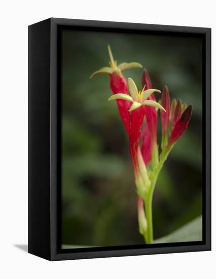 Indian Pink in flower, Spigelia marilandica, Florida wildflower-Maresa Pryor-Framed Stretched Canvas