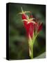 Indian Pink in flower, Spigelia marilandica, Florida wildflower-Maresa Pryor-Stretched Canvas