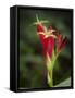 Indian Pink in flower, Spigelia marilandica, Florida wildflower-Maresa Pryor-Framed Stretched Canvas