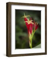 Indian Pink in flower, Spigelia marilandica, Florida wildflower-Maresa Pryor-Framed Photographic Print