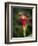 Indian Pink in flower, Spigelia marilandica, Florida wildflower-Maresa Pryor-Framed Photographic Print