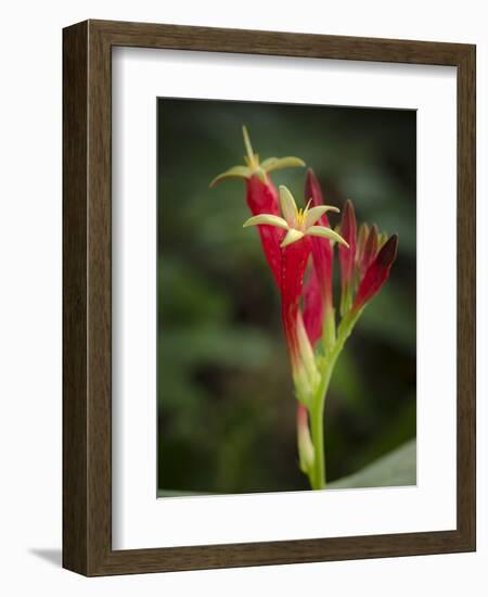 Indian Pink in flower, Spigelia marilandica, Florida wildflower-Maresa Pryor-Framed Photographic Print