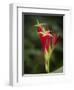 Indian Pink in flower, Spigelia marilandica, Florida wildflower-Maresa Pryor-Framed Photographic Print