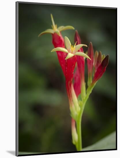 Indian Pink in flower, Spigelia marilandica, Florida wildflower-Maresa Pryor-Mounted Photographic Print