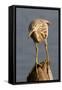 Indian Pond Heron-Hal Beral-Framed Stretched Canvas
