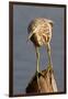 Indian Pond Heron-Hal Beral-Framed Premium Photographic Print