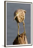 Indian Pond Heron-Hal Beral-Framed Premium Photographic Print