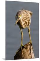 Indian Pond Heron-Hal Beral-Mounted Premium Photographic Print