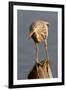 Indian Pond Heron-Hal Beral-Framed Photographic Print