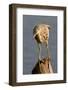 Indian Pond Heron-Hal Beral-Framed Photographic Print