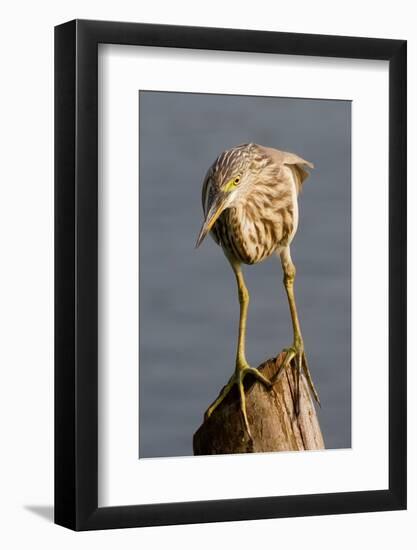 Indian Pond Heron-Hal Beral-Framed Photographic Print
