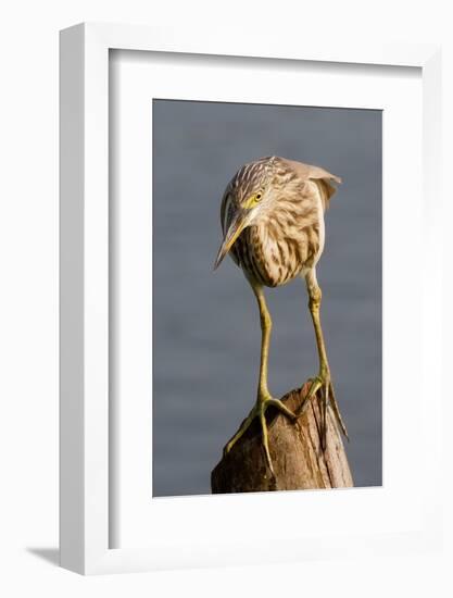 Indian Pond Heron-Hal Beral-Framed Photographic Print