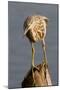 Indian Pond Heron-Hal Beral-Mounted Photographic Print