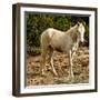 Indian pony, free range, Canyon de Chelly, National Monument, Chinle, USA-Michel Hersen-Framed Photographic Print