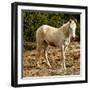 Indian pony, free range, Canyon de Chelly, National Monument, Chinle, USA-Michel Hersen-Framed Photographic Print