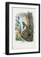 Indian Python, 1863-79-Raimundo Petraroja-Framed Giclee Print