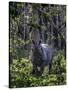 Indian rhino stands alone in a sunlit forest, India-Art Wolfe-Stretched Canvas