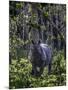 Indian rhino stands alone in a sunlit forest, India-Art Wolfe-Mounted Photographic Print