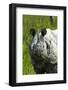 Indian rhinoceros, Kaziranga National Park, Assam, India-Sandesh Kadur-Framed Photographic Print