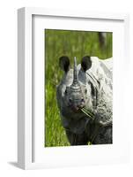 Indian rhinoceros, Kaziranga National Park, Assam, India-Sandesh Kadur-Framed Photographic Print