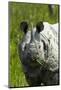 Indian rhinoceros, Kaziranga National Park, Assam, India-Sandesh Kadur-Mounted Photographic Print