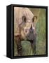 Indian Rhinoceros, Royal Chitwan National Park, Nepal-Art Wolfe-Framed Stretched Canvas