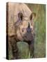 Indian Rhinoceros, Royal Chitwan National Park, Nepal-Art Wolfe-Stretched Canvas