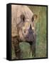 Indian Rhinoceros, Royal Chitwan National Park, Nepal-Art Wolfe-Framed Stretched Canvas