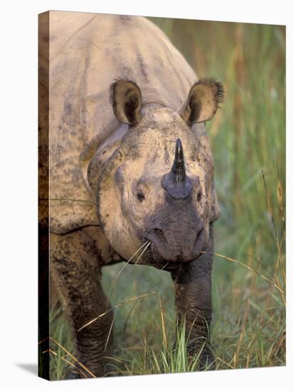 Indian Rhinoceros, Royal Chitwan National Park, Nepal-Art Wolfe-Stretched Canvas