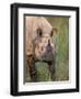 Indian Rhinoceros, Royal Chitwan National Park, Nepal-Art Wolfe-Framed Photographic Print