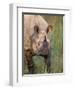 Indian Rhinoceros, Royal Chitwan National Park, Nepal-Art Wolfe-Framed Photographic Print