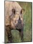 Indian Rhinoceros, Royal Chitwan National Park, Nepal-Art Wolfe-Mounted Photographic Print