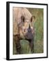 Indian Rhinoceros, Royal Chitwan National Park, Nepal-Art Wolfe-Framed Photographic Print