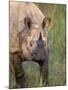 Indian Rhinoceros, Royal Chitwan National Park, Nepal-Art Wolfe-Mounted Photographic Print