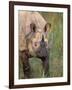 Indian Rhinoceros, Royal Chitwan National Park, Nepal-Art Wolfe-Framed Photographic Print