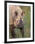 Indian Rhinoceros, Royal Chitwan National Park, Nepal-Art Wolfe-Framed Photographic Print