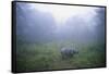 Indian Rhinoceros Standing in Morning Fog-null-Framed Stretched Canvas